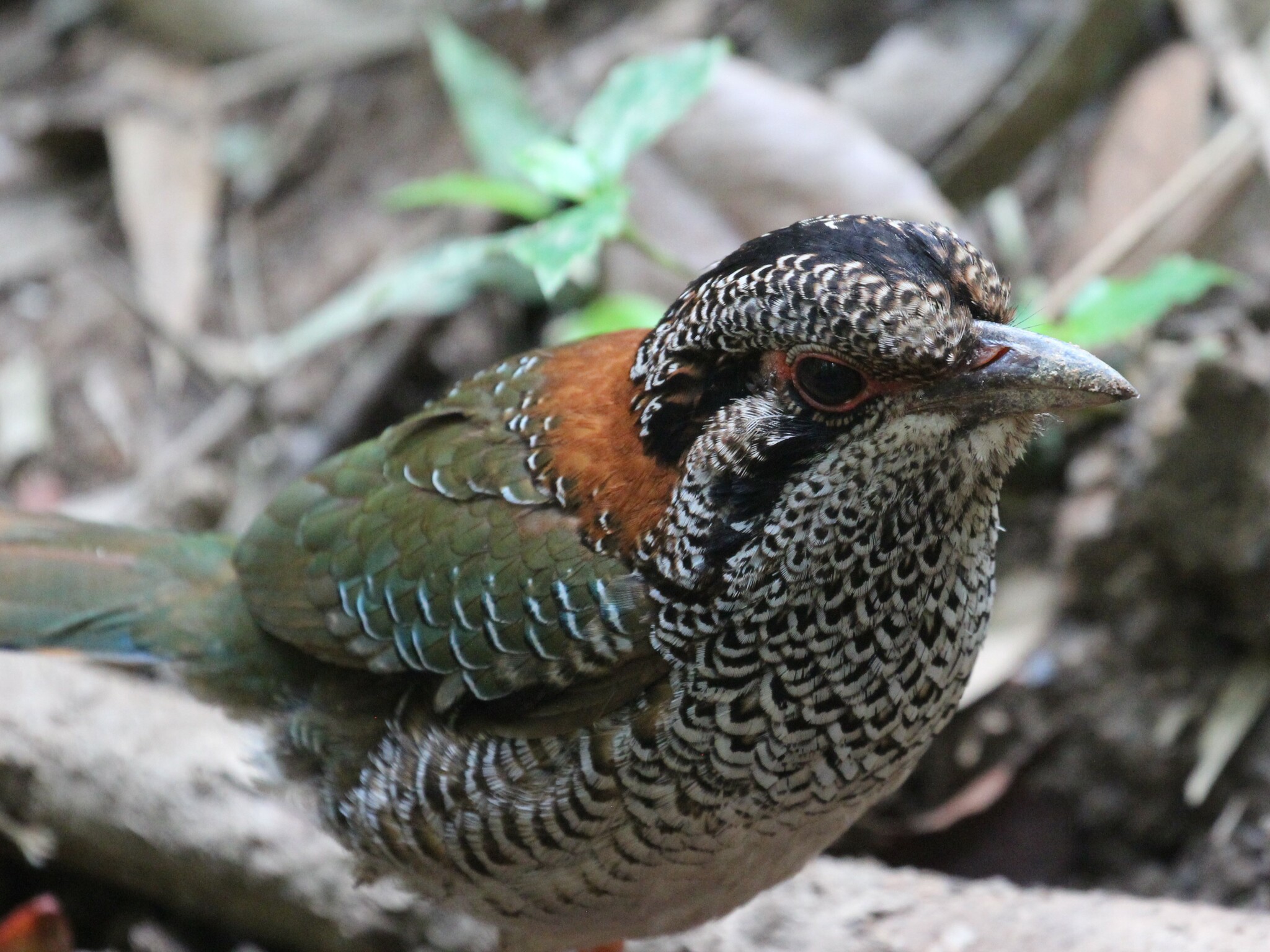 Scaly Ground Roller (Geobiastes squamiger), photo 7
