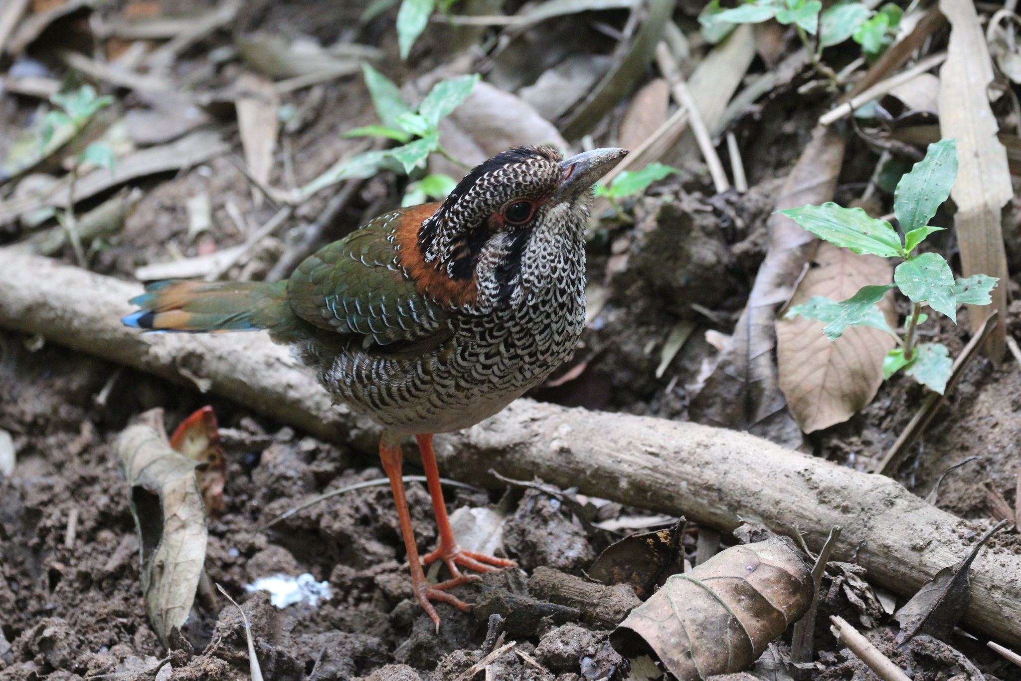 Scaly Ground Roller (Geobiastes squamiger), photo 8
