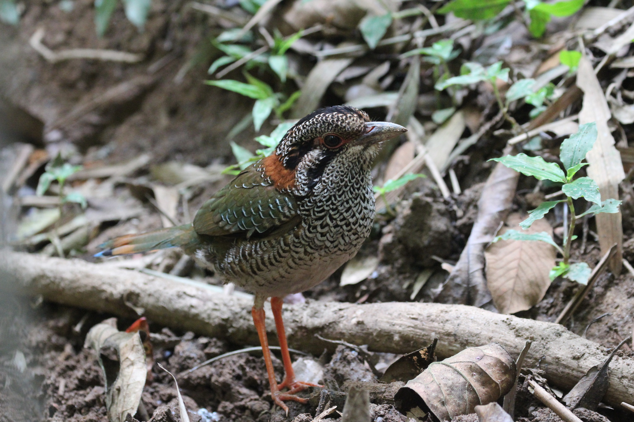 Scaly Ground Roller (Geobiastes squamiger), photo 10