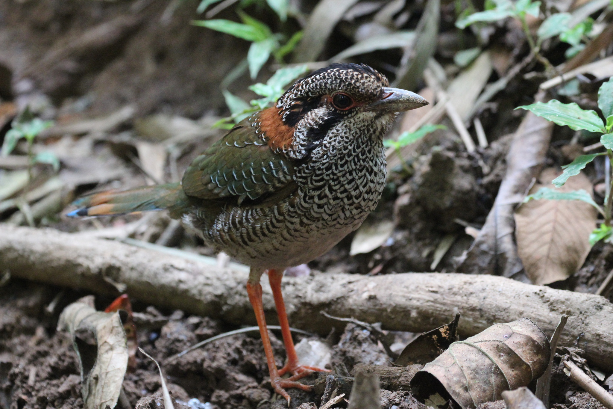 Scaly Ground Roller (Geobiastes squamiger), photo 9