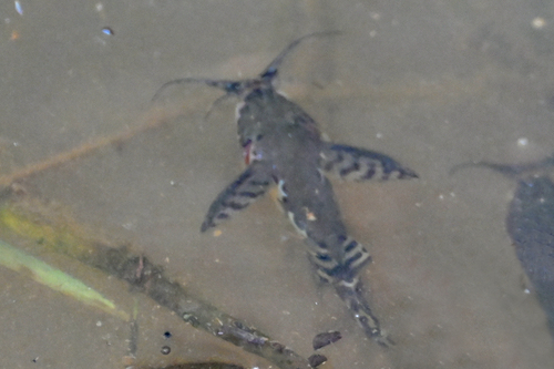 Catfish (Synodontis batensoda) — Mochokidae