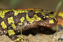 Marbled Newt photo 1