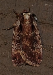 Eueretagrotis attentus