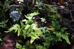 Asplenium pumilum