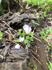 Pterolepis glomerata