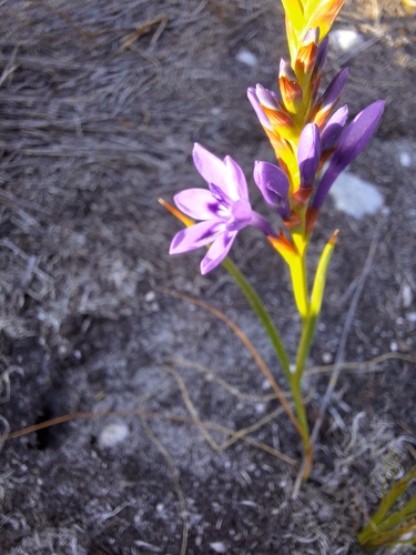 Image of Thereianthus spicatus by (c) Adele SL, some rights reserved (CC BY)