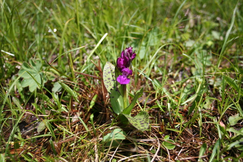 Image of Dactylorhiza cordigera by (c) Edmundas Greimas, some rights reserved (CC BY)