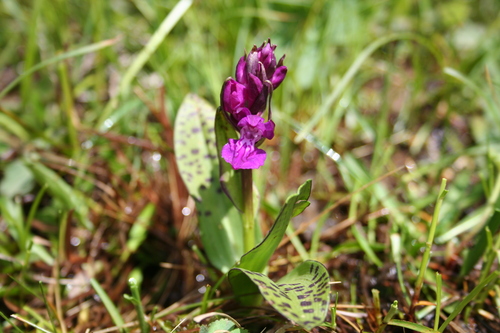 Image of Dactylorhiza cordigera by (c) Edmundas Greimas, some rights reserved (CC BY)