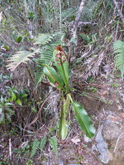 Nepenthes rajah