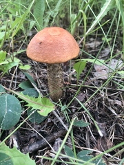 Leccinum boreale