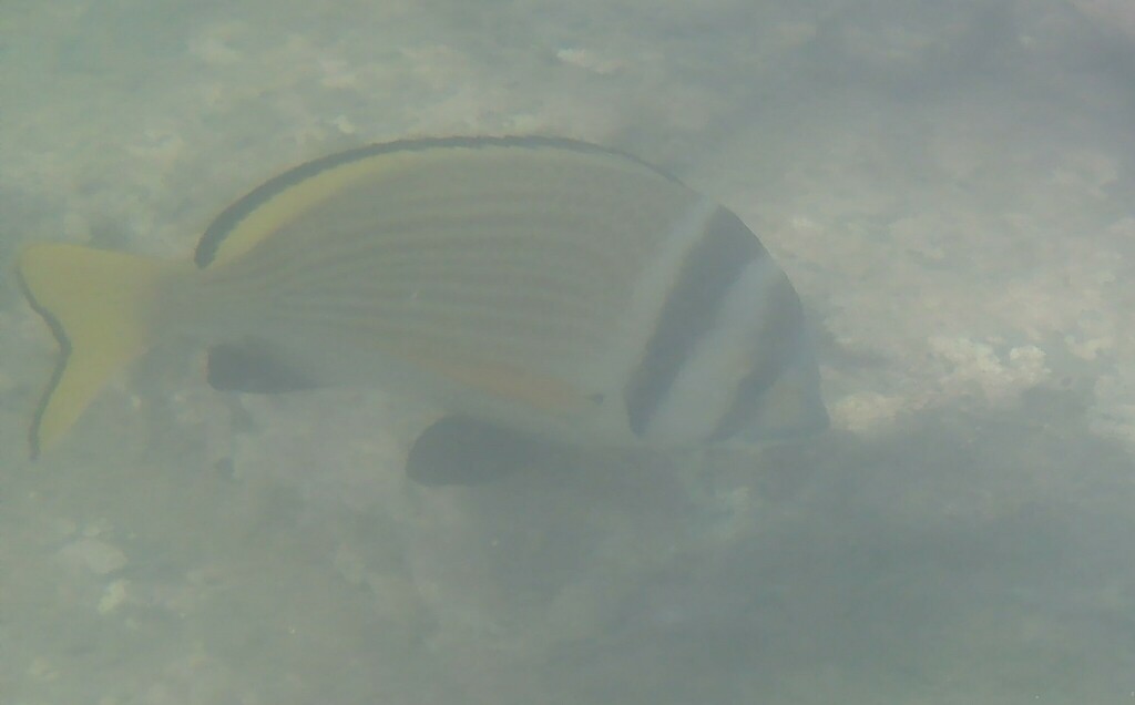 Bridled Seabream