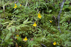 Erythranthe microphylla