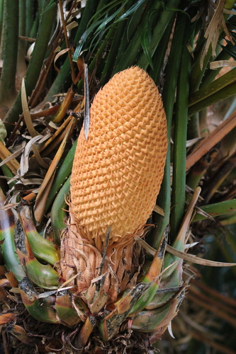 Madagascar Cycad (Cycas thouarsii)