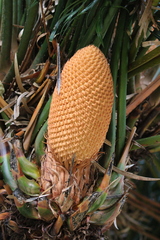 Cycas thouarsii, photograph (c) Rob Foster, some rights reserved (CC BY)