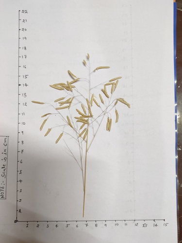 Eragrostis tremula observed 2024-12-06