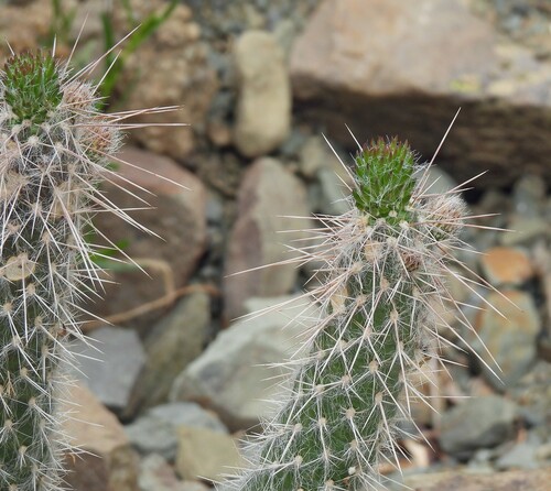 Image of Austrocylindropuntia vestita by no rights reserved