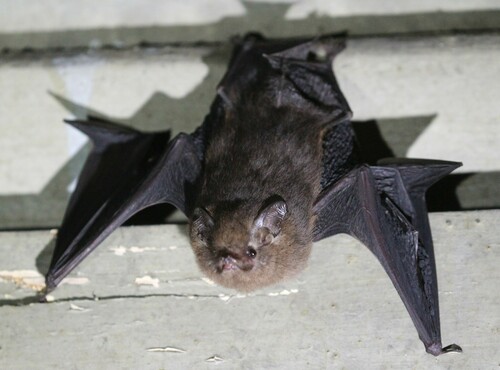 Peter's Sheath-tailed Bat
