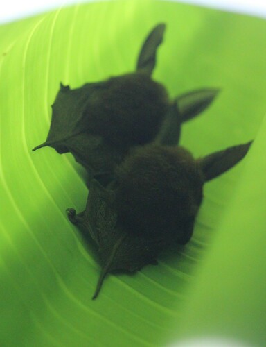 Eastern Sucker-footed Bat