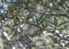 Cercocarpus ledifolius intermontanus