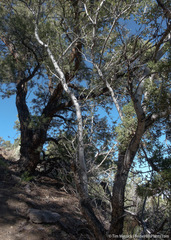 Cercocarpus ledifolius intermontanus