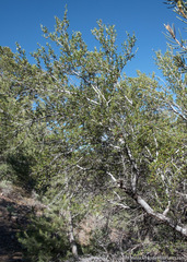 Cercocarpus ledifolius intermontanus