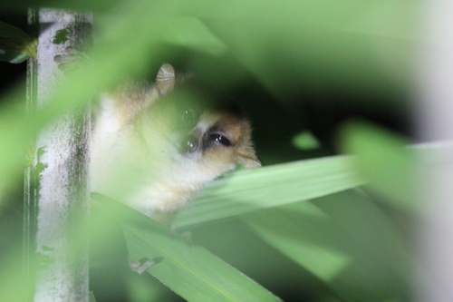 Jolly's Mouse Lemur