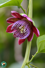 Passiflora alata