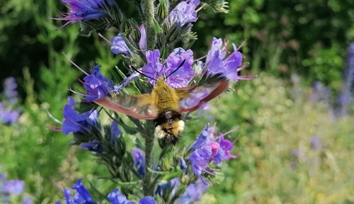Lišaj zemolezový (Hemaris fuciformis)