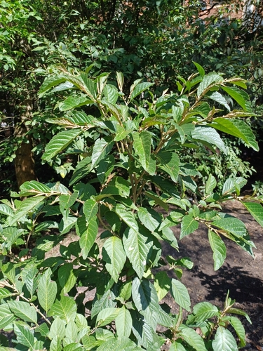 Solanum cornifolium, photograph 5