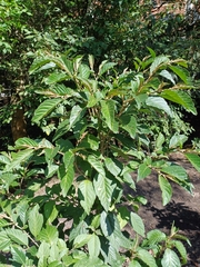 author not stated, no rights reserved Solanum cornifolium, photograph author not stated, no rights reserved