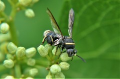 Leucospis