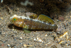 Sphinx Goby photo 3