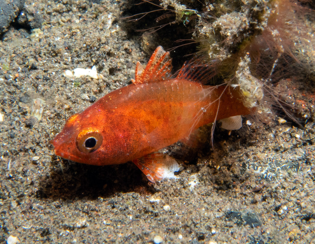 Flame cardinalfish (Fowleria flammea) — Apogonidae