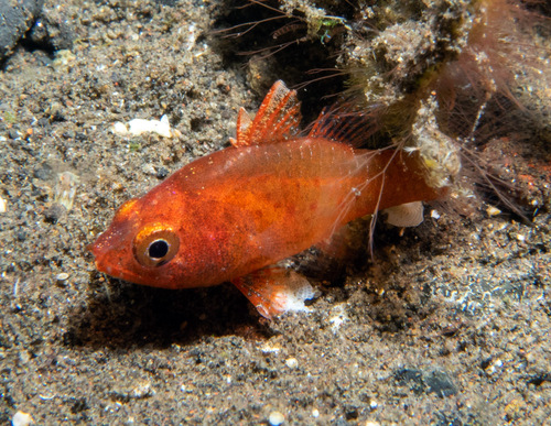 Flame cardinalfish (Fowleria flammea) — Apogonidae