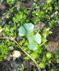 Riccia crystallina