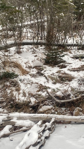 Snowshoe Hare photographed in Minnesota