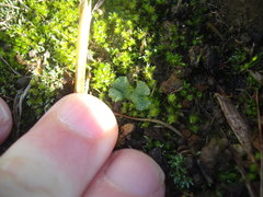 Riccia crystallina