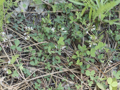 Trifolium breweri