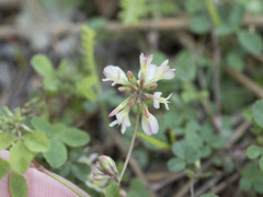 Trifolium breweri