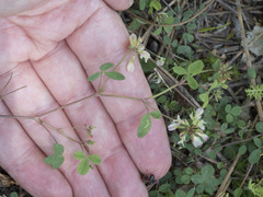 Trifolium breweri
