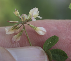 Trifolium breweri
