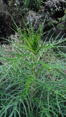 Cirsium tatakaense