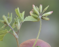 Trifolium breweri