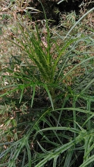 Cirsium tatakaense