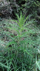 Cirsium tatakaense