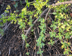 Galium matthewsii