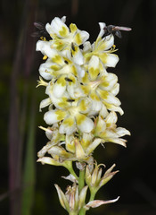 Anticlea elegans elegans