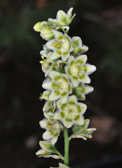 Anticlea elegans elegans