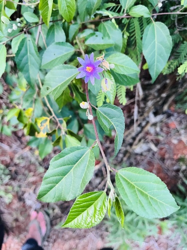 Grewia occidentalis