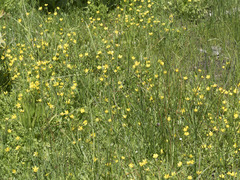 Ranunculus orthorhynchus